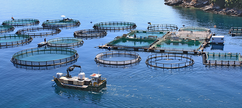 Pesca / Acuicultura